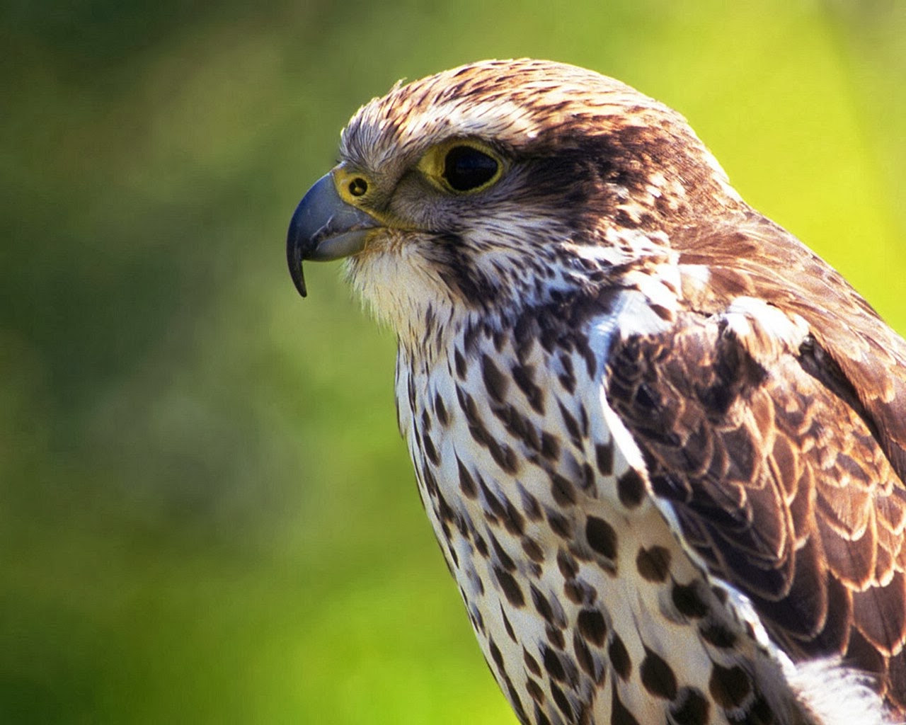 Dimand Apolline Falcon